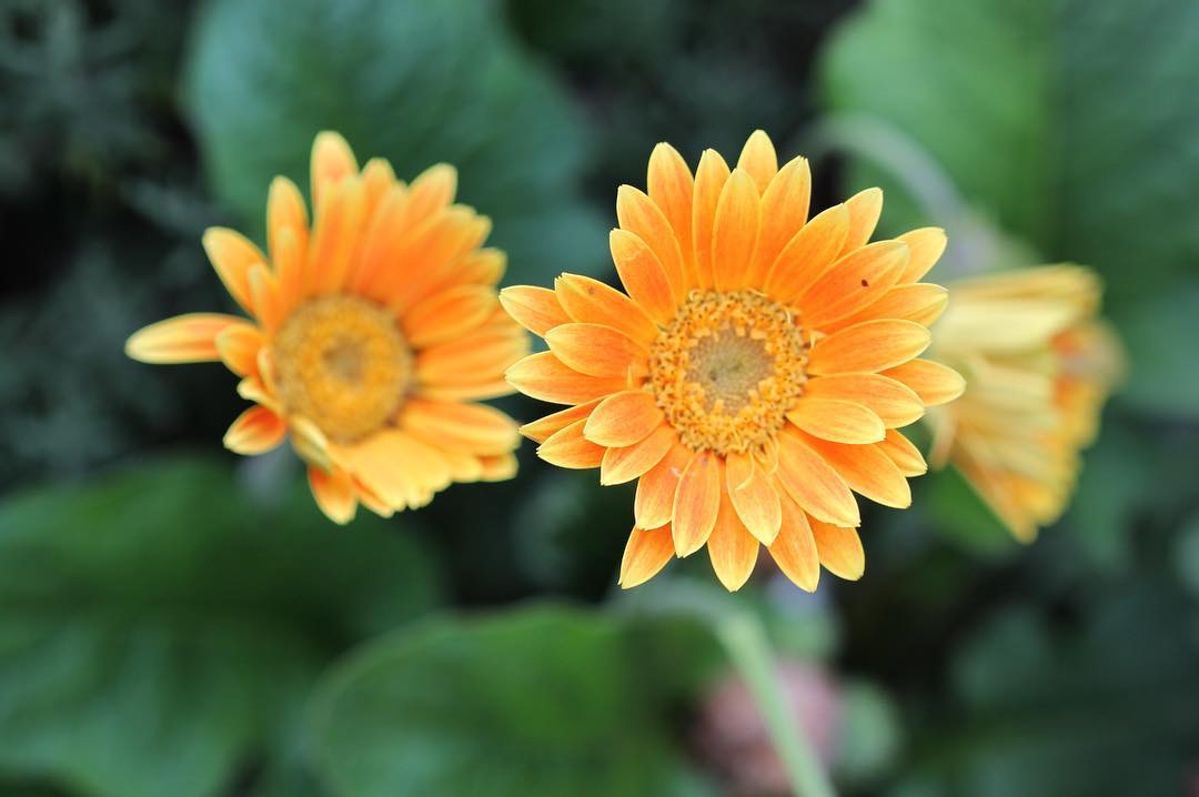 Let your gentleness be known to&nbsp;everyone