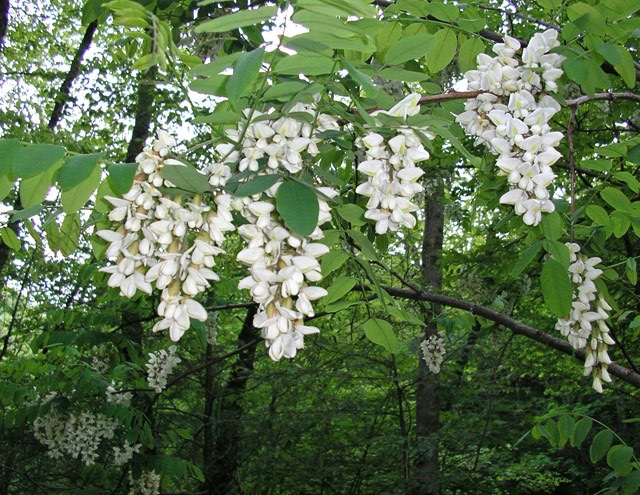 Bearing the mark of the divine: remembering with Families and Friends of Drug Law&nbsp;Reform