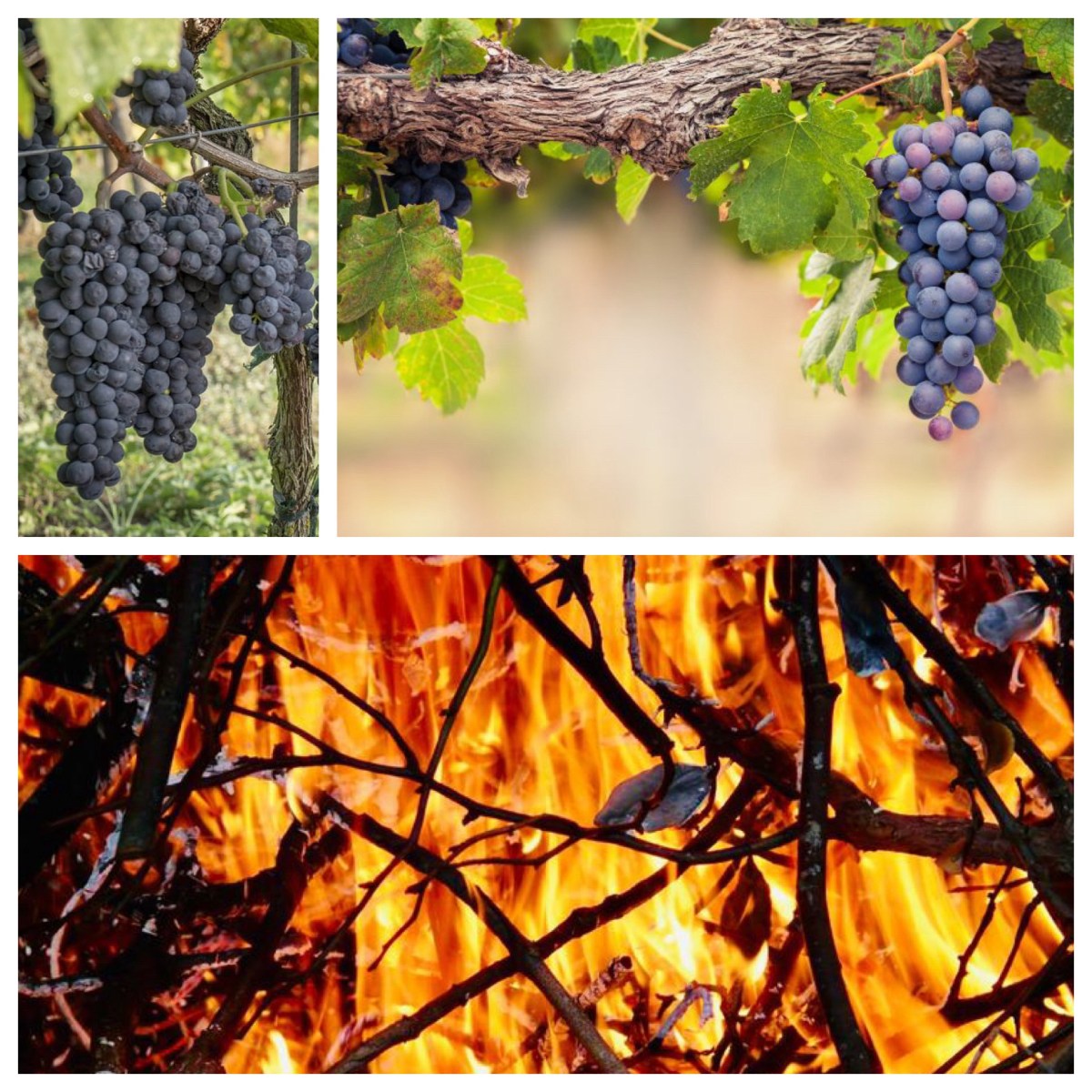 The true vine (John 15; Easter&nbsp;5B)