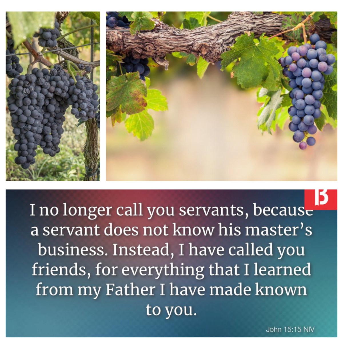 Abiding in love (John 15; Easter&nbsp;6B)