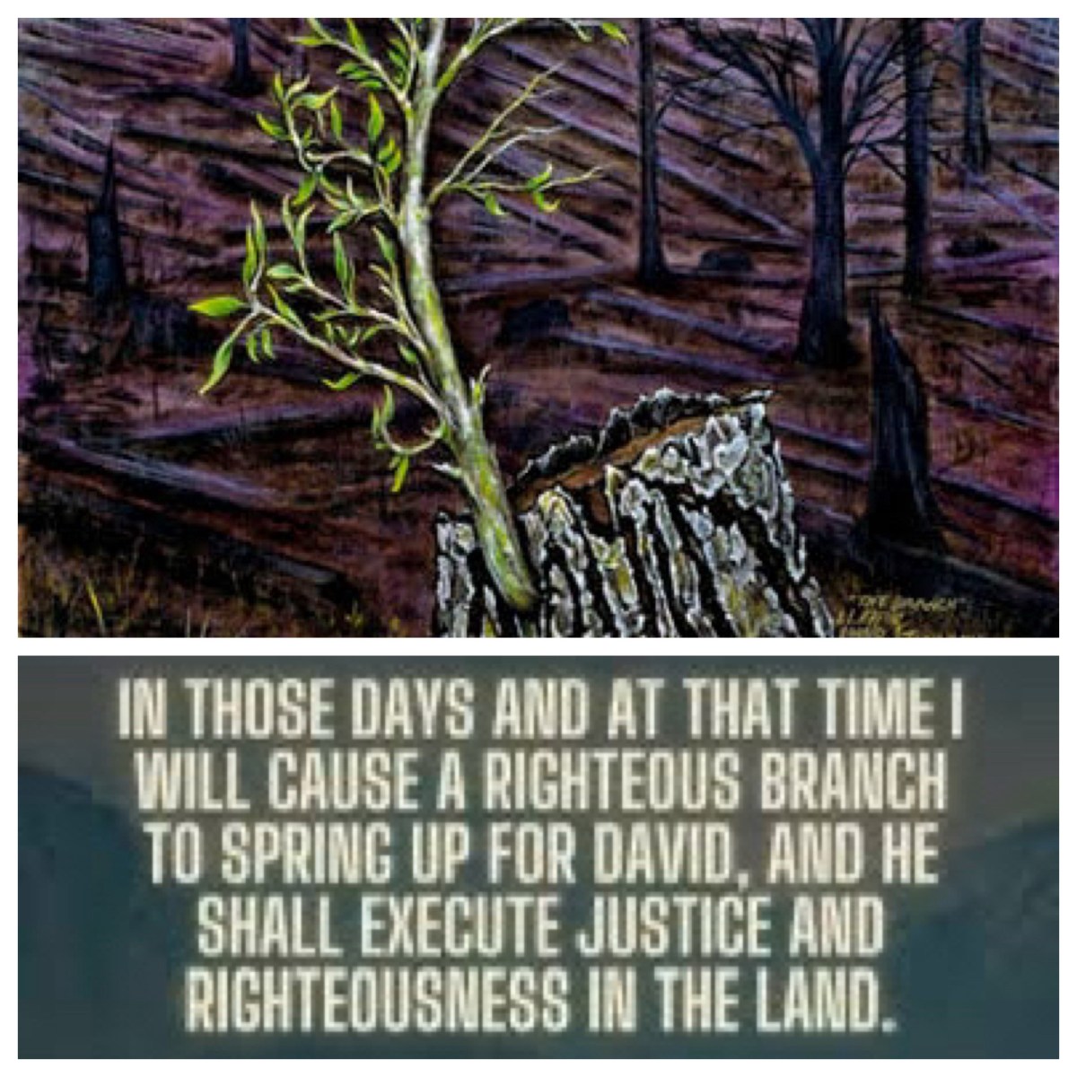 I will cause a righteous branch to spring up for David (Jer 33; Advent&nbsp;1C)